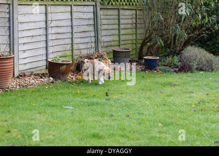 Puggle Hund in s Garten Stockfoto