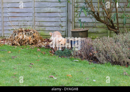 Puggle Hund in s Garten Stockfoto