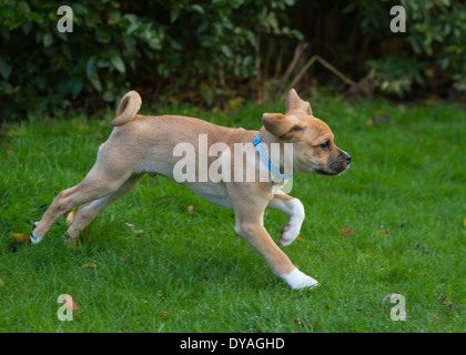 Puggle Hund in s Garten Stockfoto