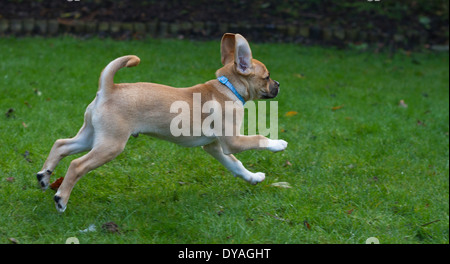 Puggle Hund in s Garten Stockfoto