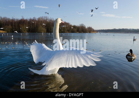 Schwan auf einem See. Stockfoto