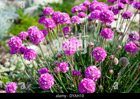 Schöne rosa Blüten. Name Meer Sparsamkeit (Armeria Maritima) wachsenden On The Rocks Stockfoto