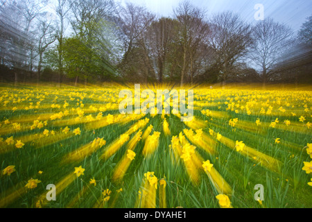 Narzissen in einem Feld an einem sonnigen Tag, lange Belichtung Kamerazoom Stockfoto