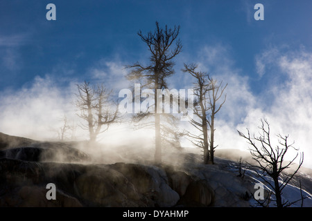 Dampf & tote Bäume, Minerva Terrace, Mammoth Hot Springs, Yellowstone-Nationalpark, USA Stockfoto