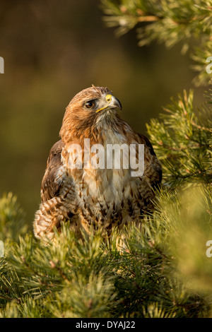Porträt von einem rot - angebundener Falke (Buteo Jamaicensis) sitzen unter Laub Stockfoto