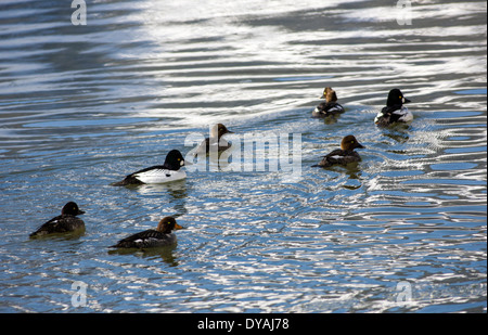 Goldeneye oder Whistler, Ente mit jungen Schwimmen im Soda Butte Creek, Yellowstone-Nationalpark, Wyoming, USA Stockfoto