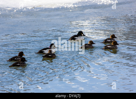 Erwachsenen paar Goldeneye oder Whistler, duckt sich mit jungen Schwimmen im Soda Butte Creek, Yellowstone-Nationalpark, Wyoming, USA Stockfoto