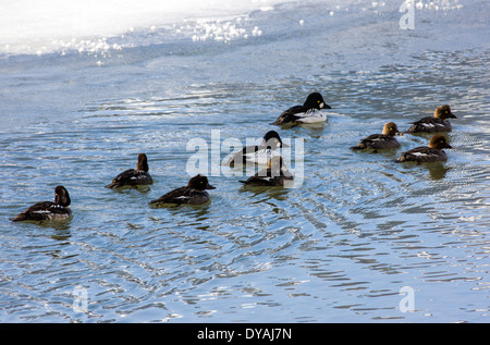 Erwachsenen paar Goldeneye oder Whistler, duckt sich mit jungen Schwimmen im Soda Butte Creek, Yellowstone-Nationalpark, Wyoming, USA Stockfoto