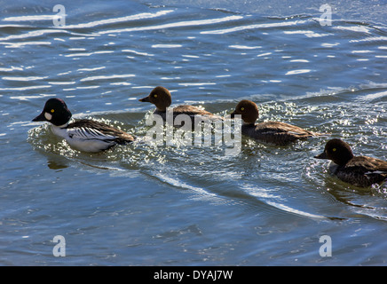 Goldeneye oder Whistler, Ente mit jungen Schwimmen im Soda Butte Creek, Yellowstone-Nationalpark, Wyoming, USA Stockfoto