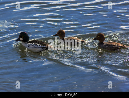 Goldeneye oder Whistler, Ente mit jungen Schwimmen im Soda Butte Creek, Yellowstone-Nationalpark, Wyoming, USA Stockfoto