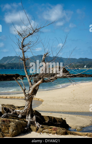 Ein Baum wächst auf einem Felsen am Strand Stockfoto