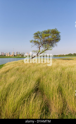 Bild des einsamen Baum im Emirates Golf Club in Dubai, Vereinigte Arabische Emirate Stockfoto