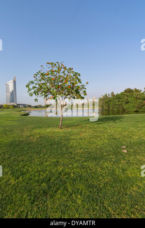 Bild des einsamen Baum im Emirates Golf Club in Dubai, Vereinigte Arabische Emirate Stockfoto