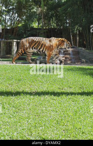 Fuß Tiger im Australia zoo Stockfoto