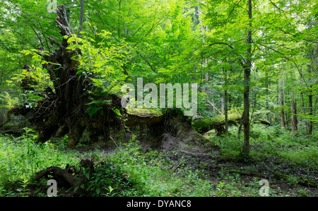 Defekte alte Eichen gebrochen liegen im natürlichen Laub-Stand von Białowieża Wald Wind Stockfoto