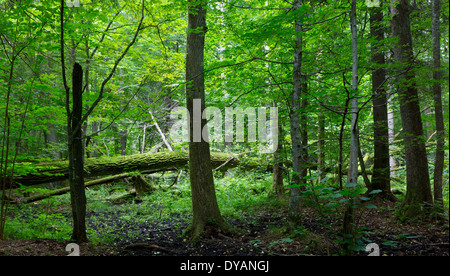 Alten Moos eingewickelt liegen Eiche und alten natürlichen Laub-Stand von Białowieża Wald Stockfoto