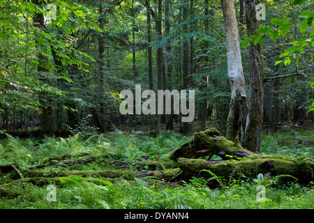 Sommergrüne Stand von Białowieża Wald im Sommer mit gebrochenen Bäume im Vordergrund teilweise abgelehnt und Moos eingewickelt Stockfoto
