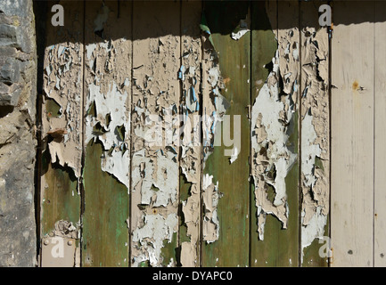 Abblätternde Farbe auf Holztür. Braun, Creme, blau, grün. Stockfoto