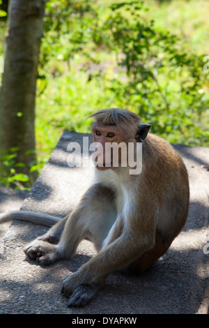 Toque Makaken Affen in Dambulla, Sri Lanka Stockfoto