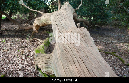 Toten Eiche zerlegen in historischen Urwald, Staverton Anschluss, Suffolk, England Stockfoto