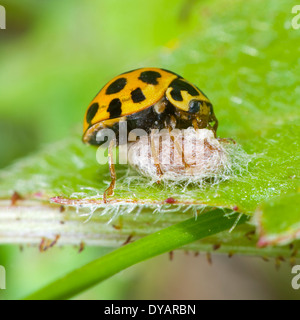 Wasp-Virus dieser gemeinsamen entdeckt Marienkäfer (Harmonia Conformis) verwandelte sich in einen Zombie-Babysitter. New South Wales, Australien Stockfoto