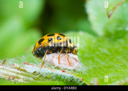 Wasp-Virus dieser gemeinsamen entdeckt Marienkäfer (Harmonia Conformis) verwandelte sich in einen Zombie-Babysitter. New South Wales, Australien Stockfoto