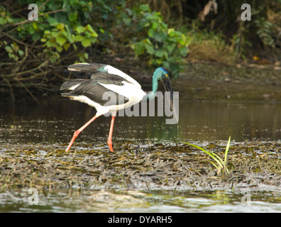 Schwarz-necked Storch / Jabiru - Angeln - Kakadu-Nationalpark, Northern Territory, Australien Stockfoto