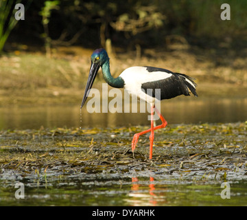 Schwarz-necked Storch - Jabiru - (Nahrung Asiaticus) - Kakadu National Park - Australien Stockfoto