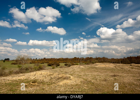 Frühling auf Greenham Common, in der Nähe von Newbury, Berkshire, Großbritannien Stockfoto