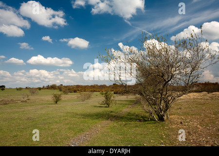 Frühling auf Greenham Common, in der Nähe von Newbury, Berkshire, Großbritannien Stockfoto