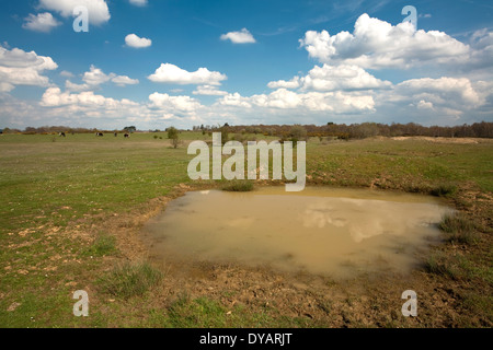 Frühling auf Greenham Common, in der Nähe von Newbury, Berkshire, Großbritannien Stockfoto