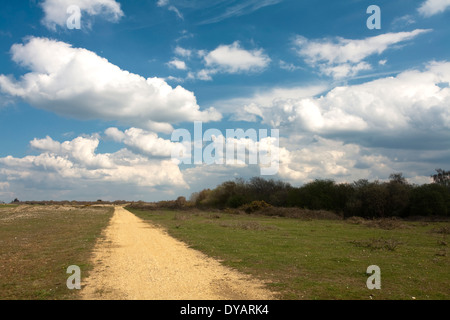 Frühling auf Greenham Common, in der Nähe von Newbury, Berkshire, Großbritannien Stockfoto