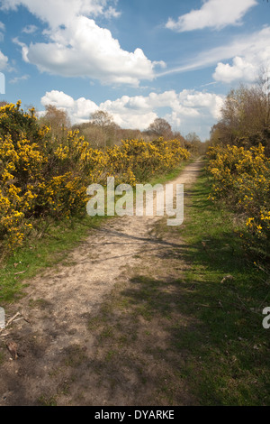 Frühling auf Greenham Common, in der Nähe von Newbury, Berkshire, Großbritannien Stockfoto