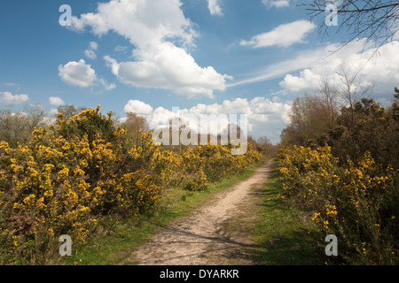 Frühling auf Greenham Common, in der Nähe von Newbury, Berkshire, Großbritannien Stockfoto