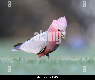 Rosakakadu - Cacatua Roseicapilla - South Australia Stockfoto