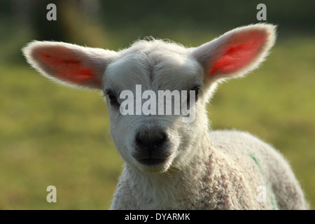 Eine Woche alt weißes Lamm auf einem Hügel in der Nähe von Abergavenny in Monmouthshire im Frühling. Stockfoto