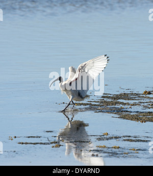 Australische White Ibis (Threskiornis Molukken) - "Kangaroo Island" - South Australia Stockfoto