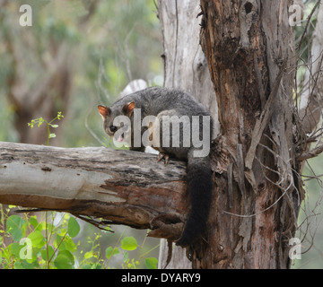 Gemeinsamen Possum Fuchskusu (Trichosurus Vulpecula), Kangaroo Island, South Australia, SA, Australien Stockfoto