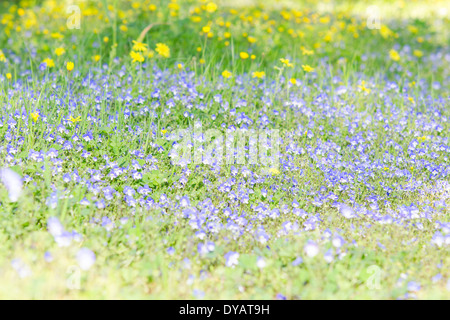 Blühendes Feld Kräuter mit blau weißen kleinen Blüten auf sonnigen Lichtung Stockfoto