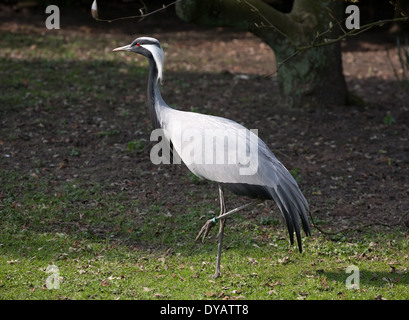 schwarze und weiße Reiher in voller Länge stehen auf grün Hintergrund Stockfoto