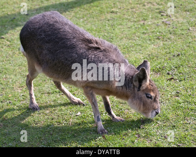 Mara, große patagonische Hase, lustige Tier auf grünen Rasen Hintergrund Stockfoto