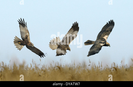 Rohrweihe - Circus Aeruginosus - männlich - links und Zentrum - weiblich - rechts. Stockfoto