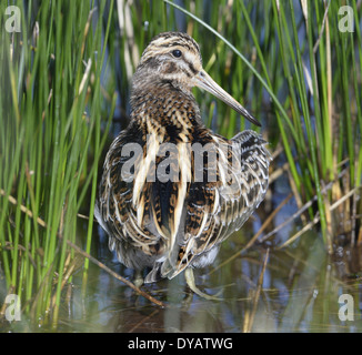 Jack Snipe Lymnocryptes ZIP Stockfoto