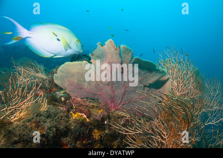 Gelbflossen-Doktorfisch (Acanthurus Xanthopterus) an einem Korallenriff, Caño Insel, Costa Rica Stockfoto