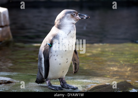 kleiner Pinguin mit geringelten Flügel Detailansicht auf Wasser-Hintergrund Stockfoto