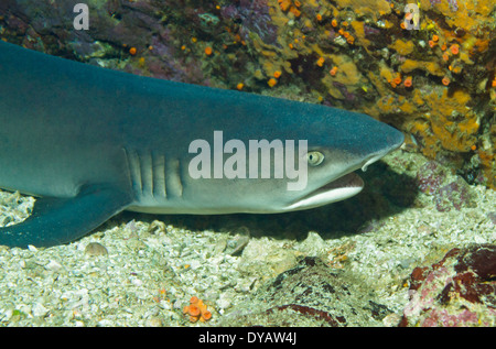 Nahaufnahme von einem White-Tip Riffhai (Triaenodon Obesus) liegen auf dem Boden, Caño Insel, Costa Rica Stockfoto