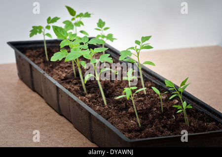 Wachsenden Tomaten Setzlinge in einen biologisch abbaubaren Anzuchtkasten Stockfoto