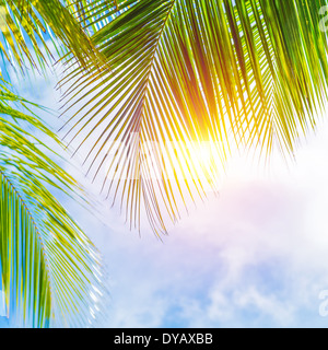 Frische grüne Palme Blätter Grenze auf blau bewölktem Himmelshintergrund, sonnigen Tag, schöne natürliche Tapete, Sommerferien Stockfoto