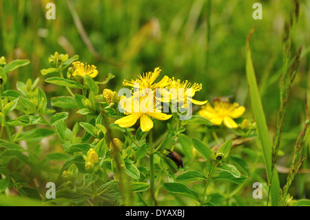 gelbe Blüten des Tutsan oder Saint-John's-Scharte Stockfoto