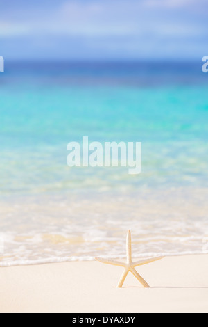Little starfish on the beach, beautiful marine background, beauty of sea nature, sunny day, relaxation on seashore Stockfoto